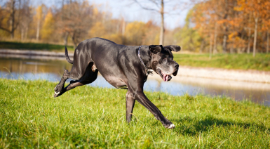 Le Dogue Allemand, un colosse aux allures de chien de garde