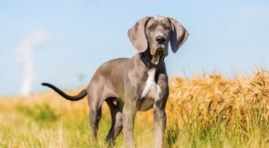 Chiot Dogue Allemand