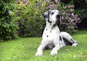 Les besoins nutritionnels du Dogue Allemand