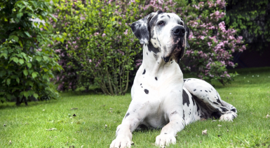 Les besoins nutritionnels du Dogue Allemand