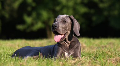 Nourrir son chiot Dogue Allemand pour une croissance réussie