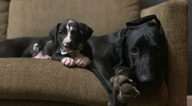 Préserver les articulations du Dogue Allemand, du chiot à l'âge adulte