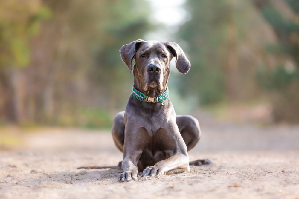 Dogue Allemand Bleu Caract ristiques Et Photos Dogue Allemand Bleu Caract ristiques Et Photos