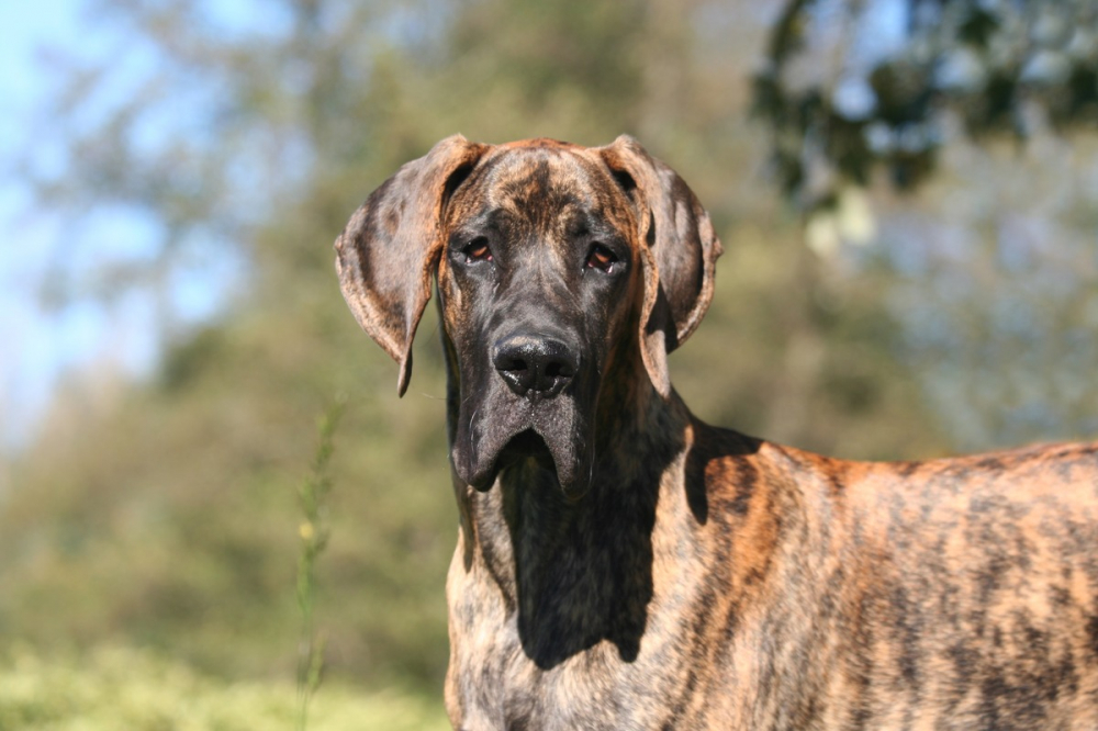 Dogue Allemand Bring Caract ristiques Et Photos