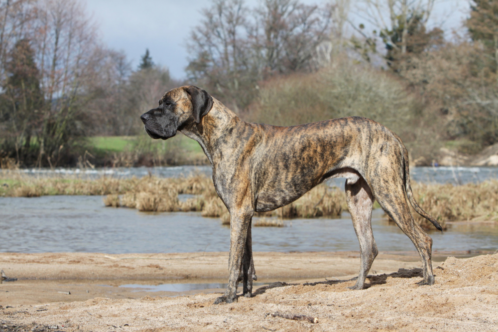 Dogue Allemand Bring Caract ristiques Et Photos